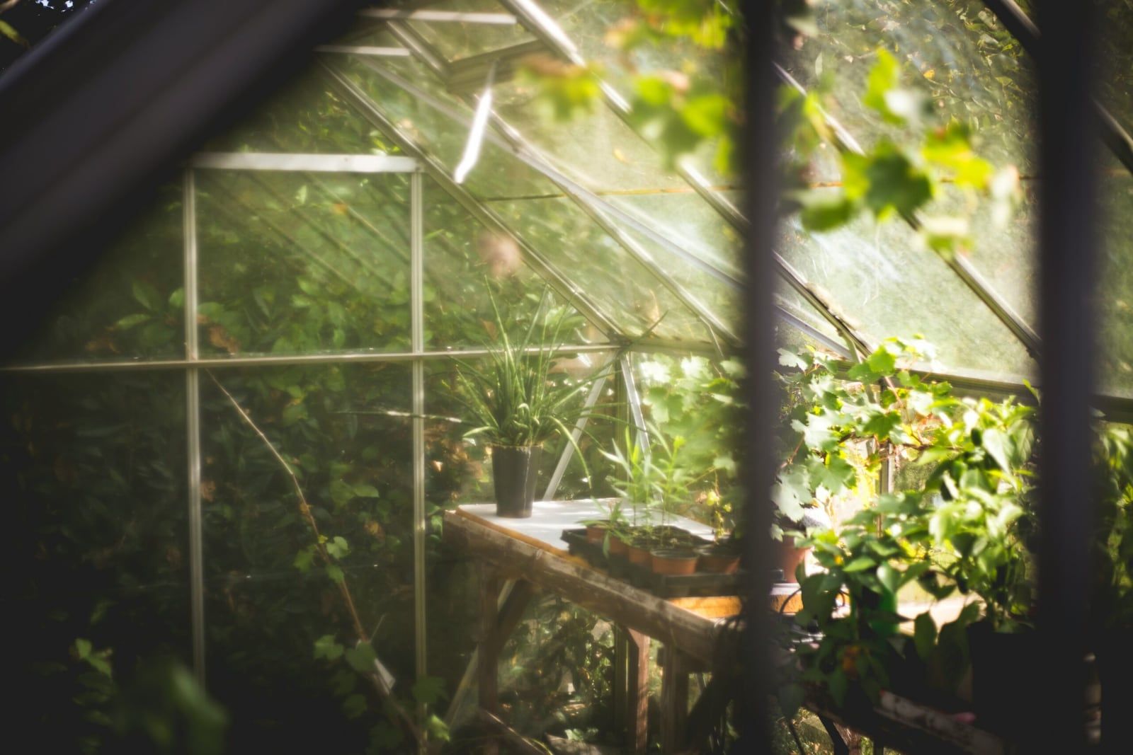 Zonlicht valt door de ramen van een kas vol planten